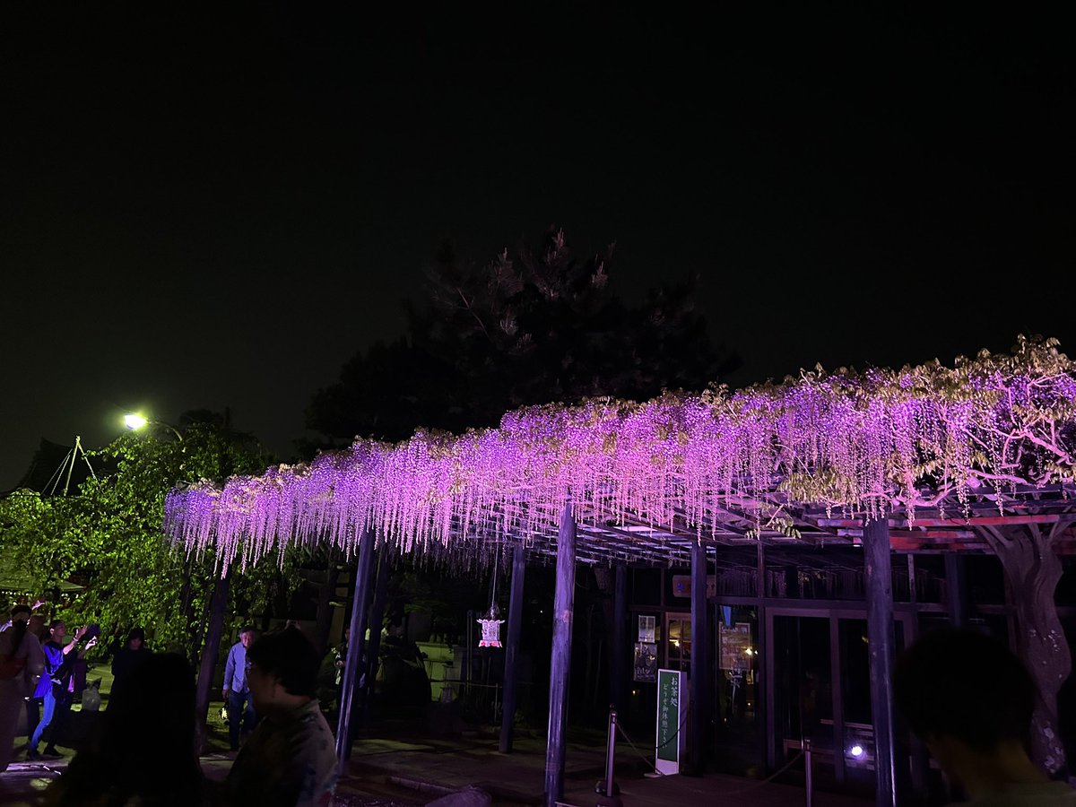 2019fujiidera's tweet photo. 【葛井寺春季特別記念行事】

阿弥陀二十五菩薩堂落慶記念 #天王寺楽所「雅亮会」による天王寺舞楽　法要、夜は藤棚のライトアップがおこなわれ多くの方が参拝に来られていました。
明日20日は14時より #御室金剛流御詠歌奉納（天王寺楽所雅売会）が行われます。
#藤井寺
#葛井寺
#Fujiidera
#千手観音 https://t.co/iEYVolUgjm