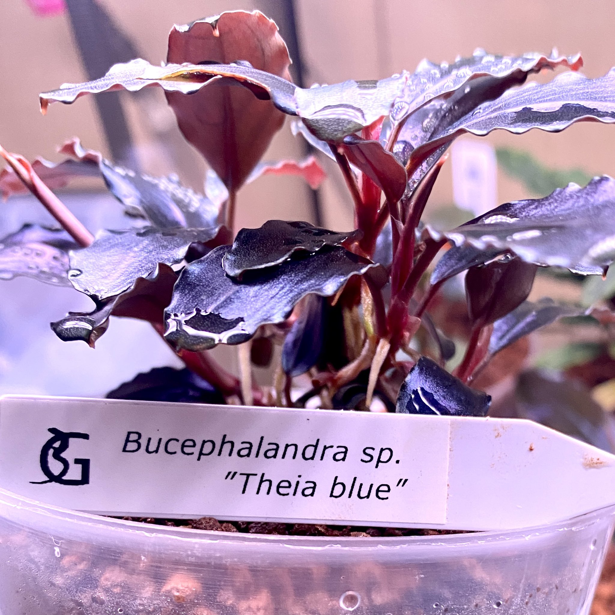 Bucephalandra sp. Sungai Mahap TZ便