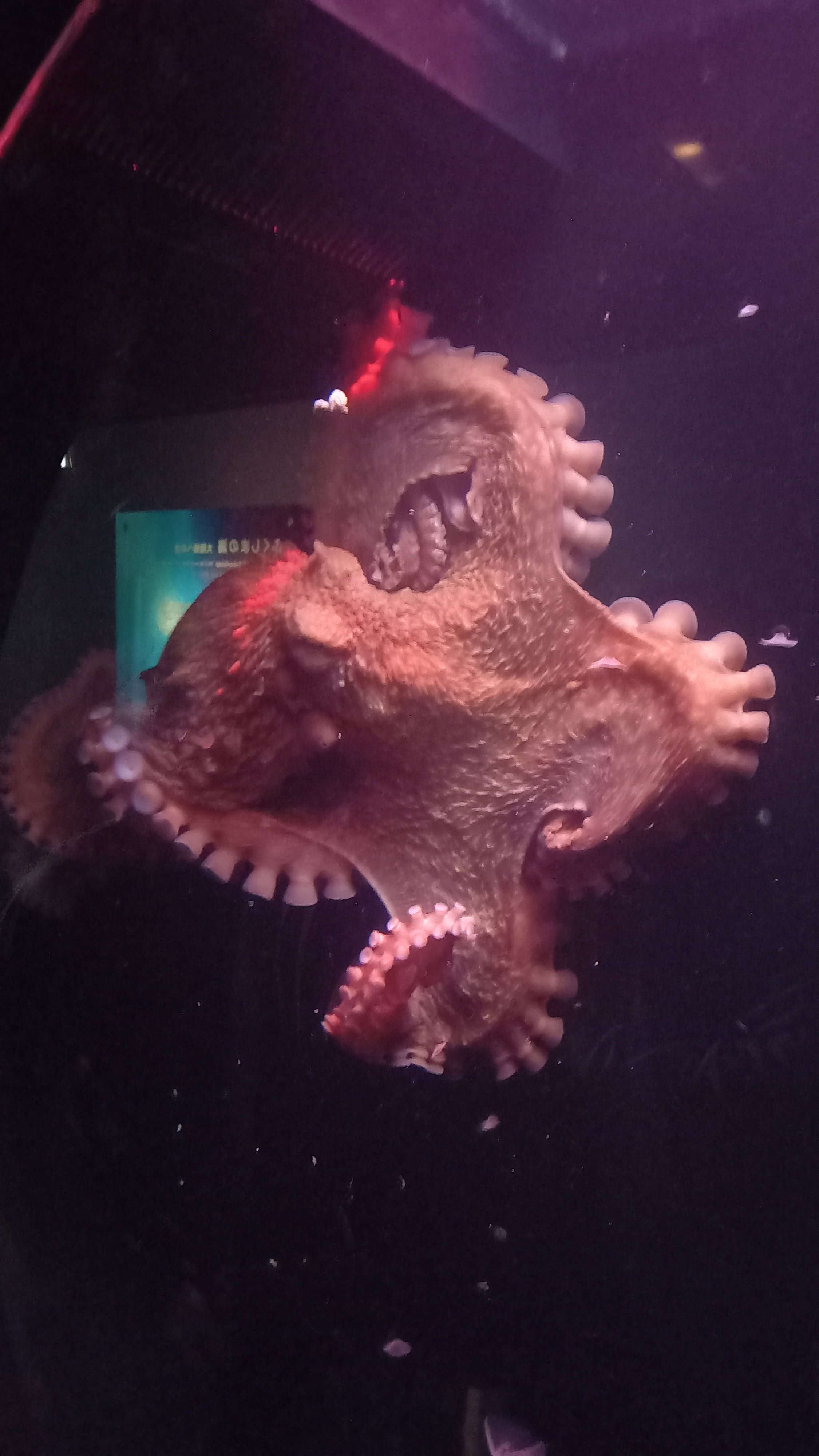 タコちゃん🐙 私だけ載せてなかったタコちゃん載せちゃうぅぅぅ