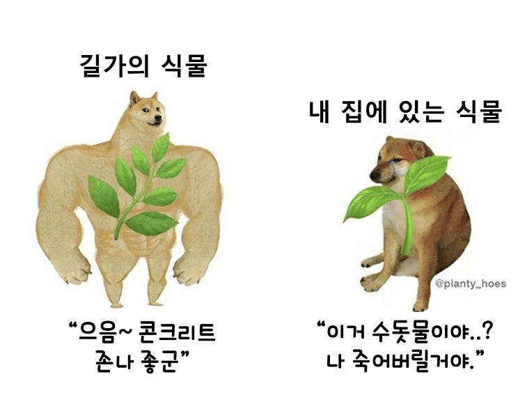 mul12156's tweet photo. 아니;;;;;잉잉이 거의 내 집 식물 짤 같잖아...
물 한방울 더 줬어? 나 죽을래 ㅠ
5분 더 안있다가? 나 죽을래 ㅠ https://t.co/YDMFj7mCMi
