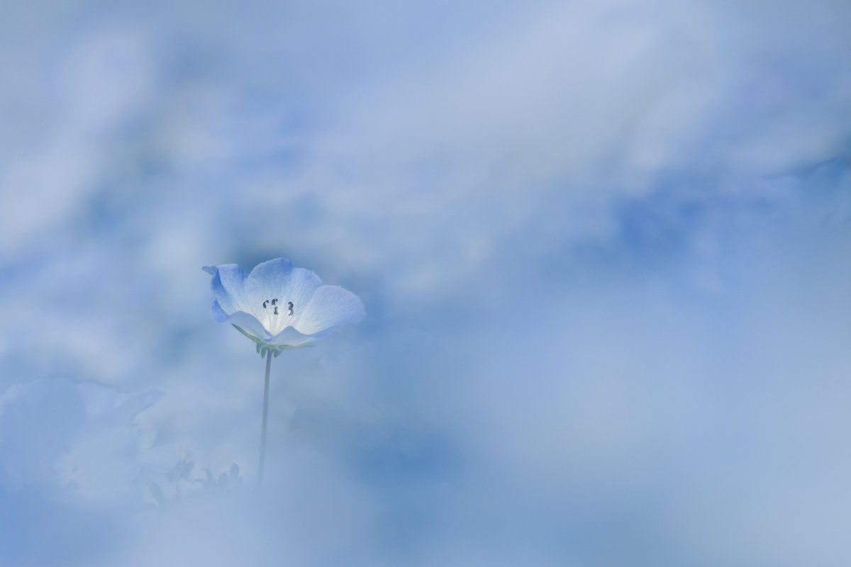 ネモフィラ満開だった