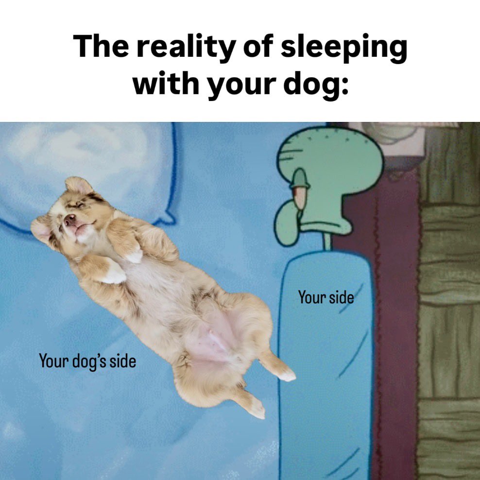 out of context dogs (@contextdogs) on Twitter photo 
