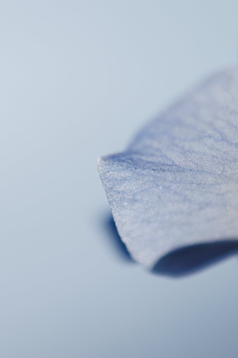 ネモフィラ撮った！
めっちゃ綺麗だった‼︎