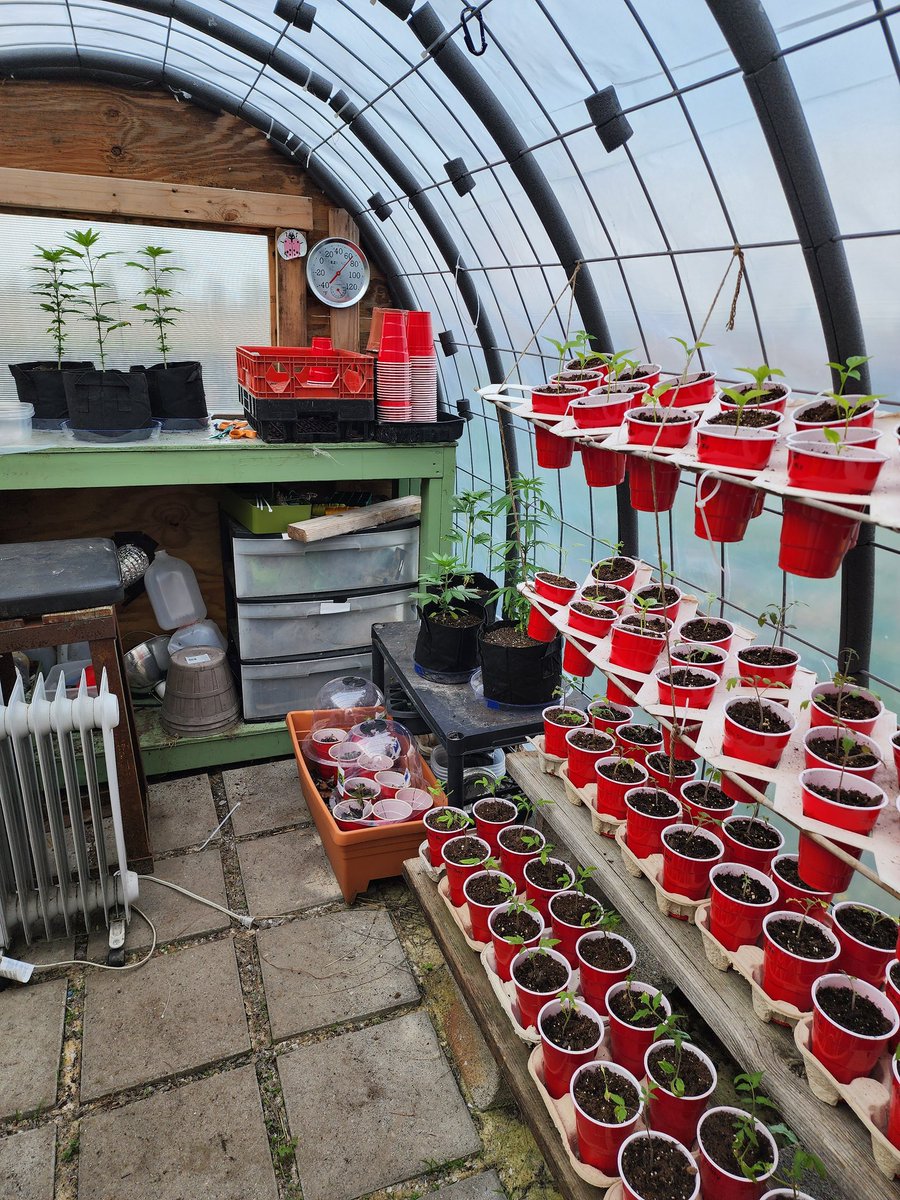 Hoop house coming along. Still have a bunch to get out and start, but happy to get the outdoor, tomatoes, and peppers out. Gotta tip my hat to those who do solo cup grows felt like I was fighting lockout the whole time went ahead and tossed them into 1 gal. bags for now.