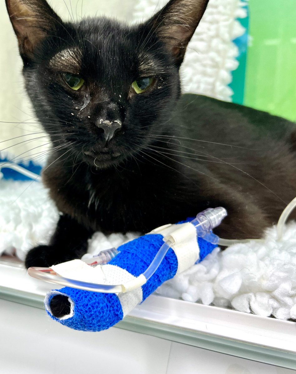Guelph Humane Society (@guelphhumane) on Twitter photo URGENT: Sprinkles needs your help. At just 9 months, she’s fighting for her life. Sprinkles has FIP—once 100% fatal. But a new treatment in Canada could save her.  We caught it early. She has a real chance. Her care could cost $5,000.
Learn more or donate: guelphhumane.ca/right-now-spri… URGENT: Sprinkles needs your help. At just 9 months, she’s fighting for her life. Sprinkles has FIP—once 100% fatal. But a new treatment in Canada could save her.  We caught it early. She has a real chance. Her care could cost $5,000.
Learn more or donate: guelphhumane.ca/right-now-spri…