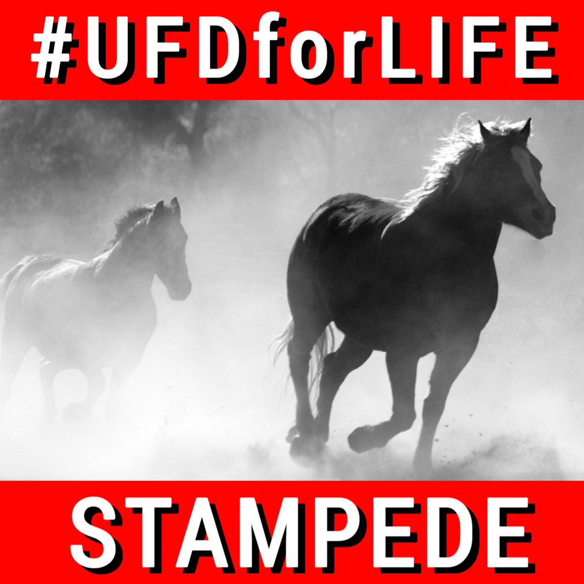 BasementRon's tweet image. We NEVER Give Up!
We grow STRONGER 
Sticking OUR Horns into
"Every seemingly insurmountable obstacle" They throw at us! 

BECAUSE OF YOU:
#UFDforLIFE (tweet this)

We are doing good in the world 
We are a Force for good in crypto!
$UFD
#UFDforLIFE