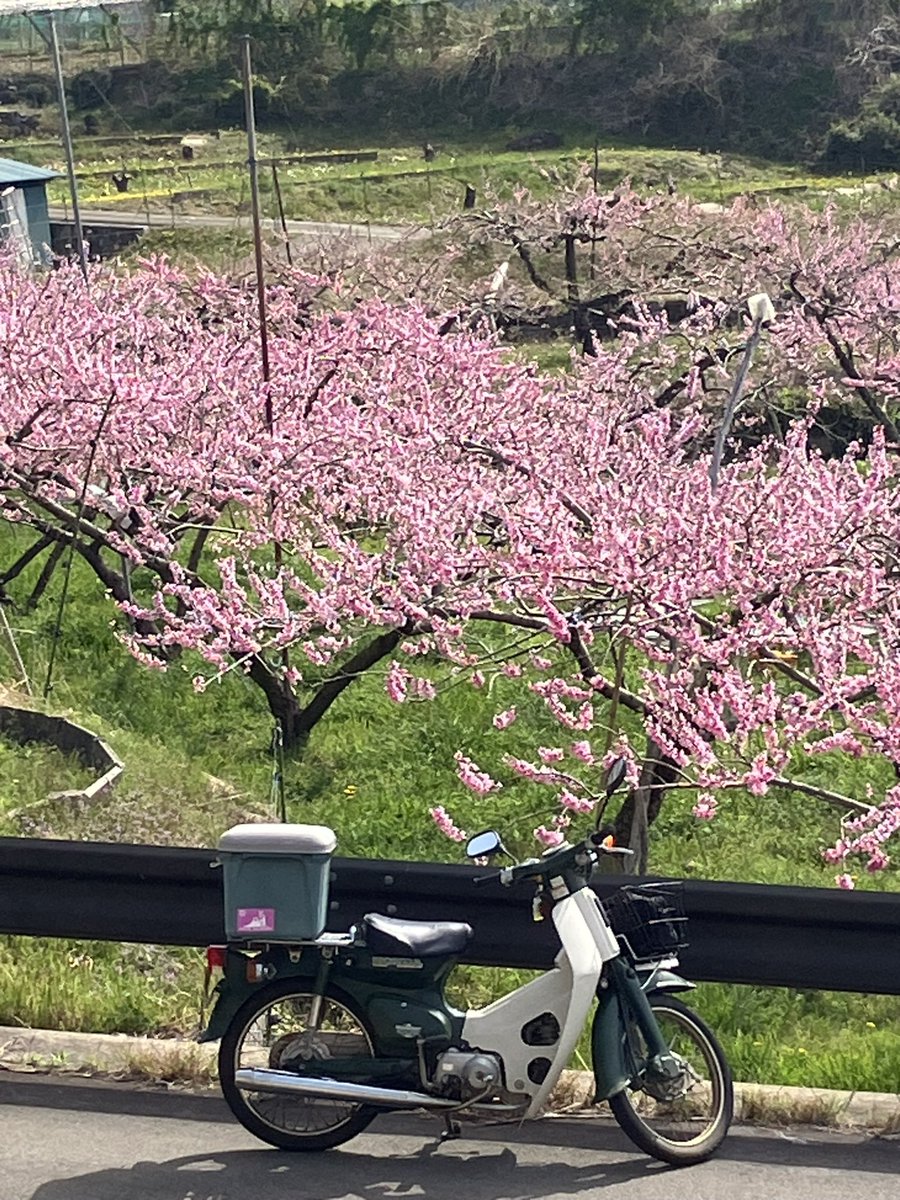 平地の桃の花はもう終わりましたが、カブでちょいと登ってきました。標高の高い地域はまだ楽しめますよ。桃の花は桜のように散ってしまうのではなく、農家が花を摘んでいくのです。全ての花を桃にしてしまうと栄養分が分散し小さな味の薄い桃になってしまう為、花を摘んで数を調整します。