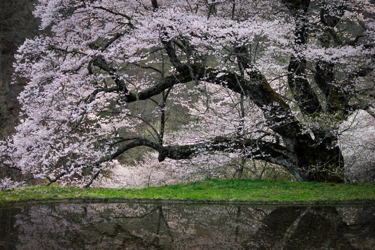 東山道・園原ビジターセンター はゝき木館（ははきぎかん） on X