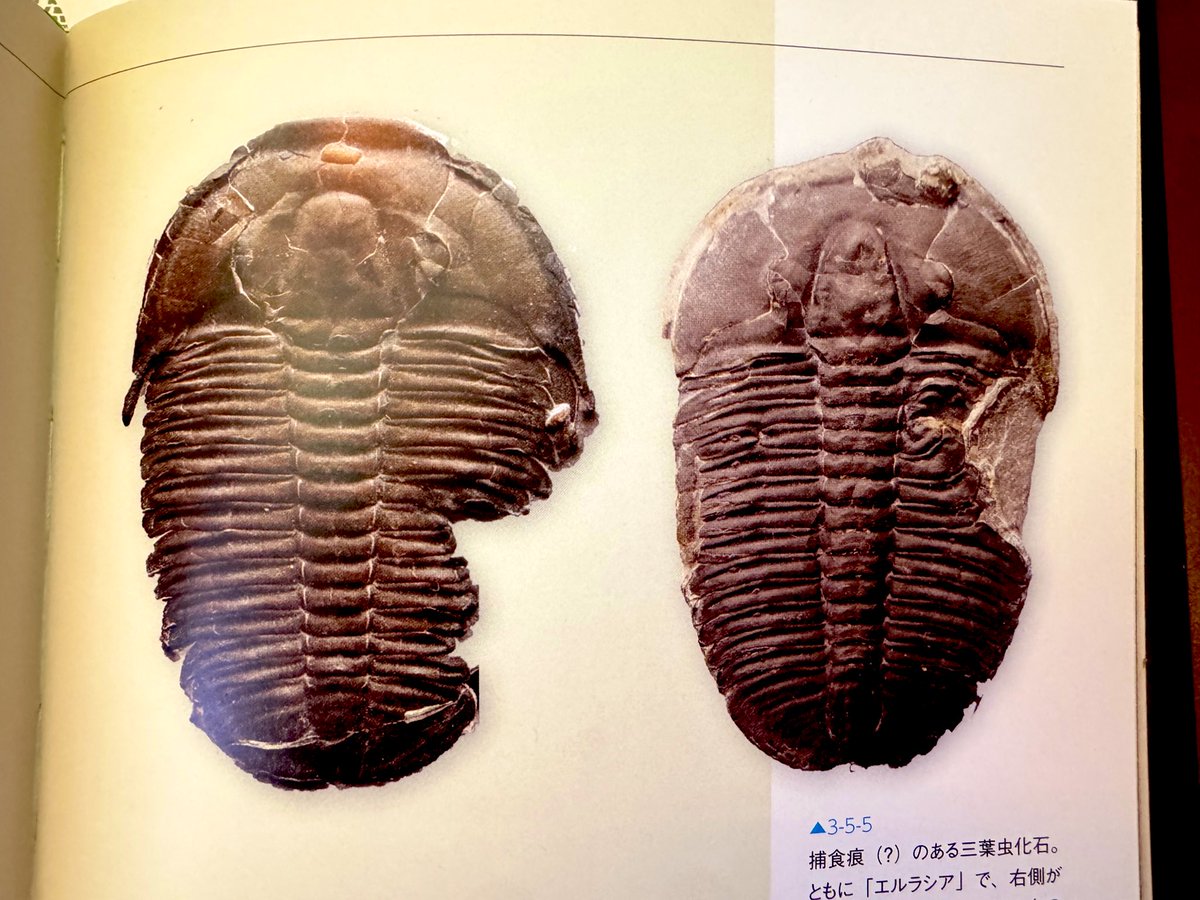 書籍「エディアカラ紀・カンブリア紀の生物」より 以前噛み跡らしき