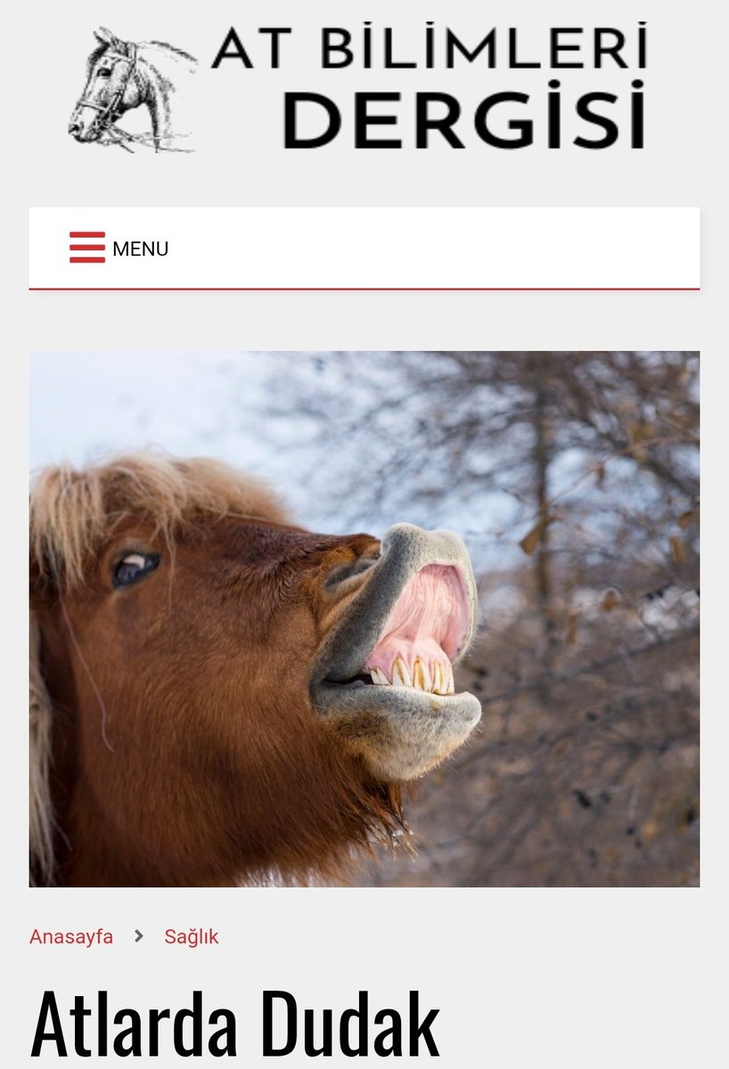 Dildirim (@gece645917) on Twitter photo 