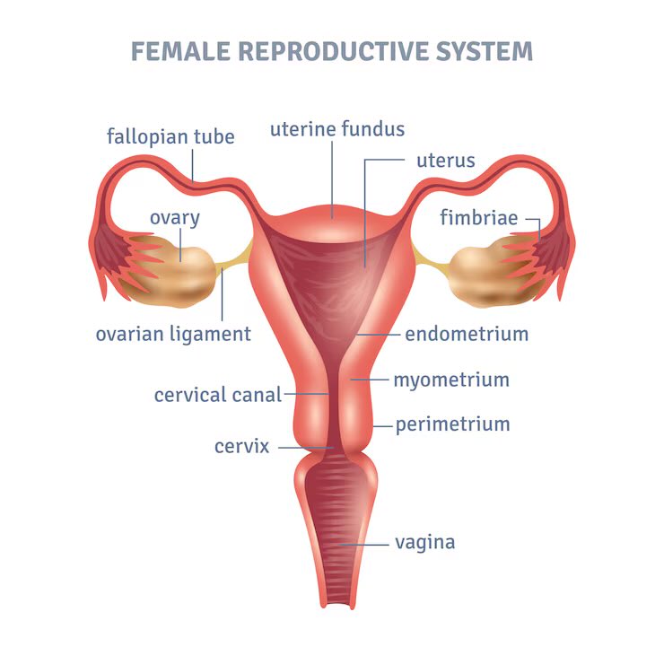OGreat6's tweet photo. VAGINAL CLEANSING 101

Let’s talk about it.
Can it be cleansed? Should it be cleansed? And what’s the best way to take care of it?

This is a long but essential thread for every woman (and man who cares) 😌

Bookmark for later https://t.co/3i4N1fz0ap