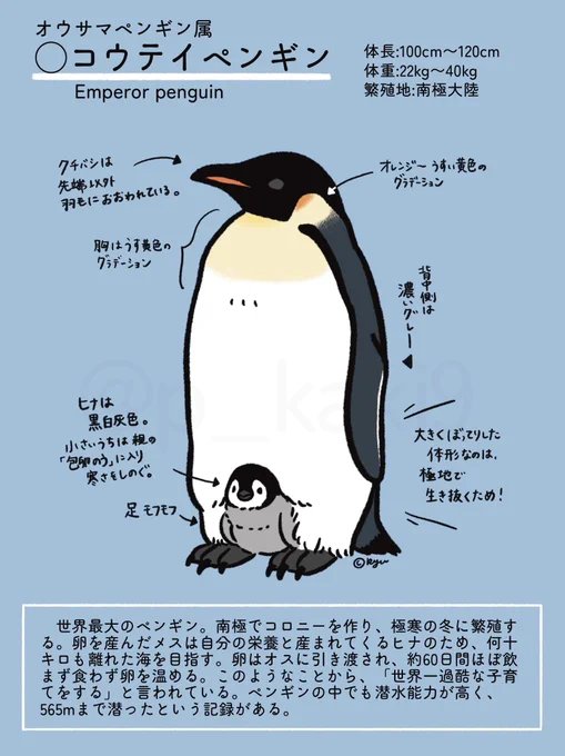 /
来たる4月25日は
#世界ペンギンの日 !
\

ということで当日までペンギンを属ごとに紹介していきます🐧
本日はオウサマペンギン属の2種!

#コウテイペンギン 
#オウサマペンギン 