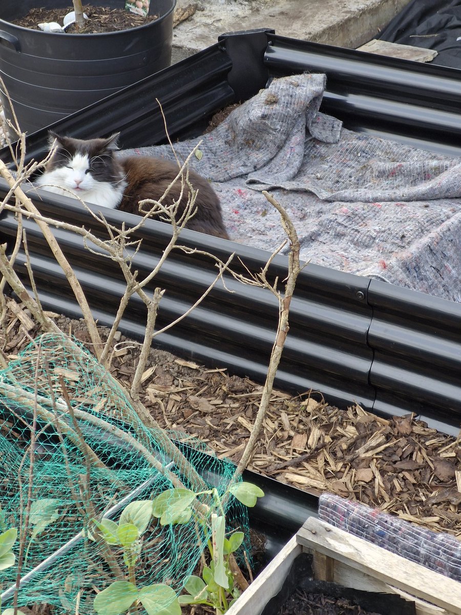 Starsky3Hutchin's tweet photo. Happy #Caturday furpals &amp; hoomans. Today, I'm a veggie patch cat 😸 Hope you're all enjoying your Easter weekend. Hugs &amp; Purrs - Starsky x
#GingeAndTuxi #EasterWeekend #CatsOfX #Cats #Longweekend #TuxieGang #VeggiePatch #Hedgewatch #AdoptDontShop https://t.co/BQ86h0Tdvy