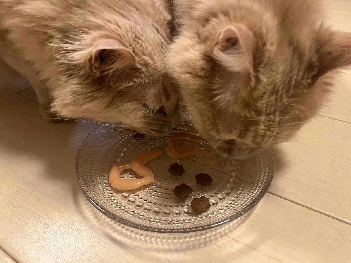 PalmPure's tweet photo. 本日はピュアパム9歳の誕生日です😸😼🍰🎉

シニアな年齢になりましたが、大病もなく1年を過ごせたことに感謝😊

元気に過ごせる日々が何よりの幸せです。これからも2匹で楽しい時間を過ごそうね😄

#リトルキャッツ出身　#きゃりこ武蔵野店出身 https://t.co/k8j3UgnTfi