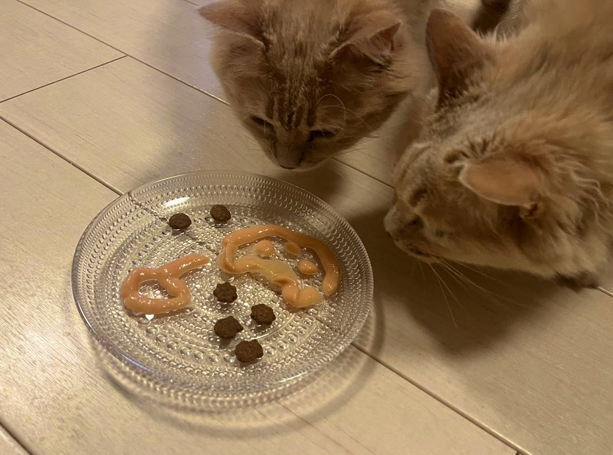 PalmPure's tweet photo. 本日はピュアパム9歳の誕生日です😸😼🍰🎉

シニアな年齢になりましたが、大病もなく1年を過ごせたことに感謝😊

元気に過ごせる日々が何よりの幸せです。これからも2匹で楽しい時間を過ごそうね😄

#リトルキャッツ出身　#きゃりこ武蔵野店出身 https://t.co/k8j3UgnTfi