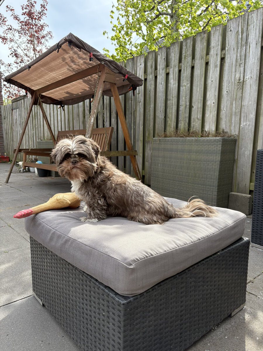 Mdropie's tweet photo. WC’s gepoetst, nu op de nieuwe loungebank met de hond. https://t.co/T6VkRCJlhf