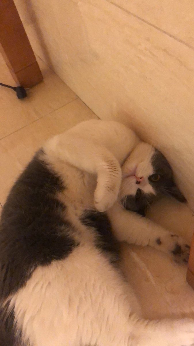 鱼鱼Fish (@footfishfish) on Twitter photo 