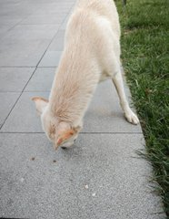 Compared to stray cats, stray dogs are really pitiful.