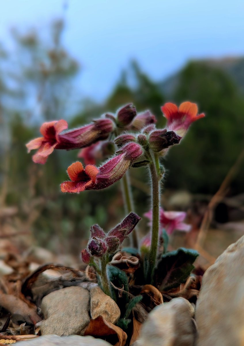 thorogoodchris1's tweet photo. Today, high on a rocky ledge in the mountains of China, I found Rehmannia glutinosa: a beautiful hemi-parasitic plant with large, upside down flowers that seem afloat. https://t.co/99QdDG7FU8