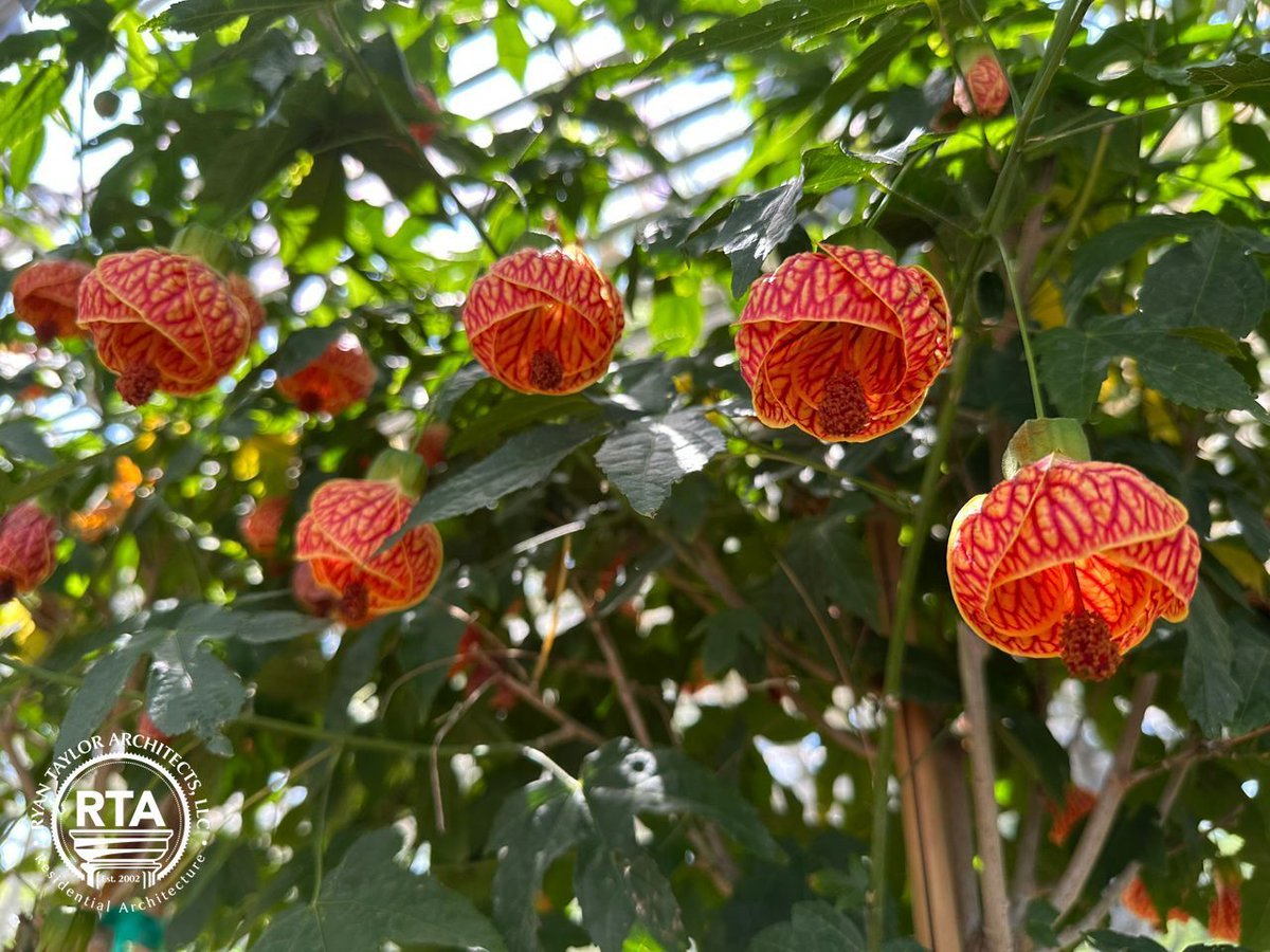 RyanTaylorArch's tweet photo. Join our in-person tour of the Hills & Dales estate in LaGrange, GA on May 3, 2025. You can see these Painted Indian Mallow in the green house. Details + registration here: https://t.co/BfSkVuow2U
#architecture #interiordesign #preservation #realestate #ATL #LaGrangeGA https://t.co/nVP5BnPGou