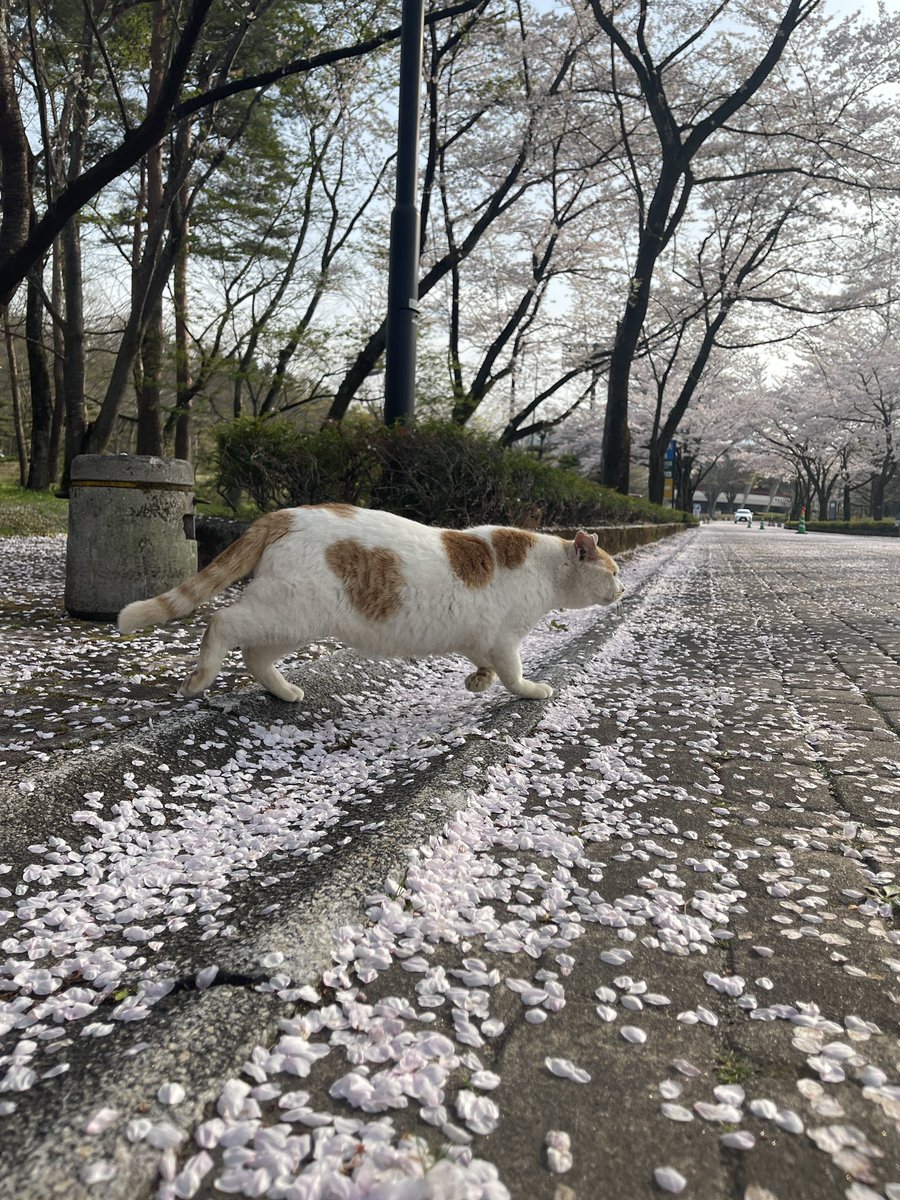 新しい靴と公園で出会ったネコチャン
