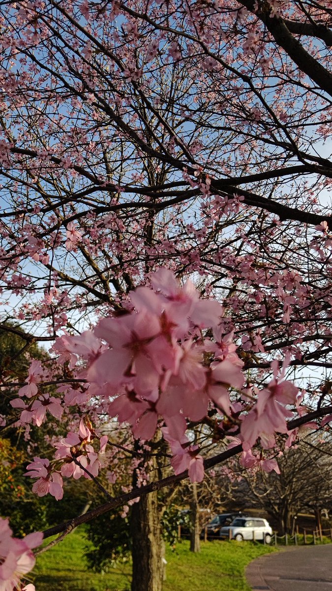 もぅ先週の水曜日の話なんだけど、近場に桜綺麗なとこあるから夕方ちゃっちゃと行って帰ってきた🌸✨