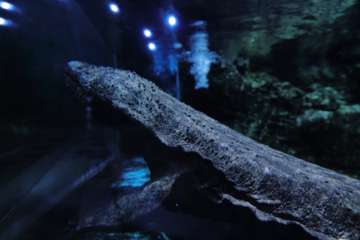 welcomeMoonside's tweet photo. #かすみがうら市水族館 #水族館 https://t.co/pIO8kamuVx