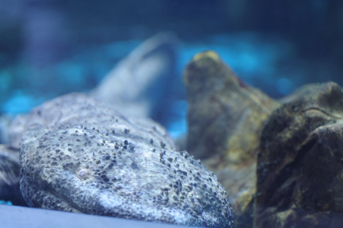 welcomeMoonside's tweet photo. #かすみがうら市水族館 #水族館 https://t.co/pIO8kamuVx