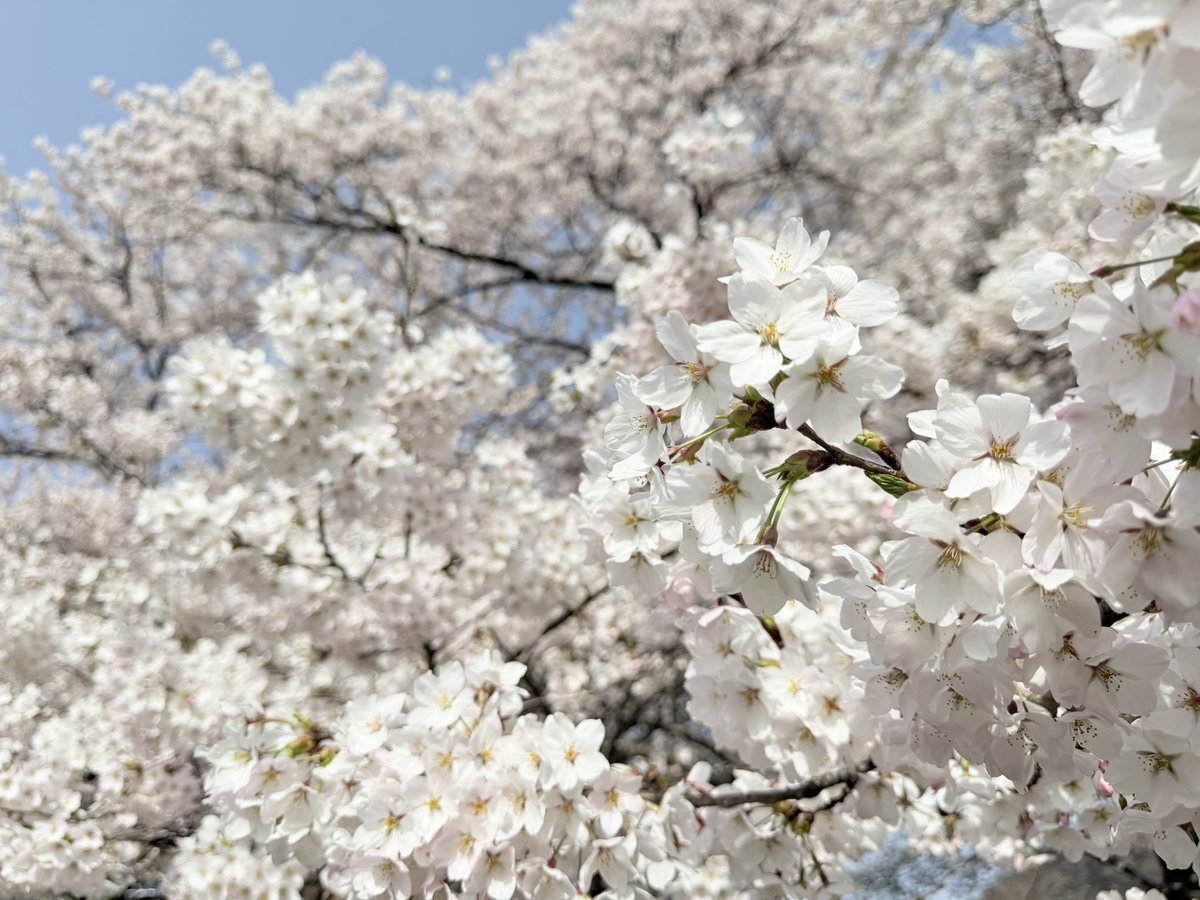良きかな🌸