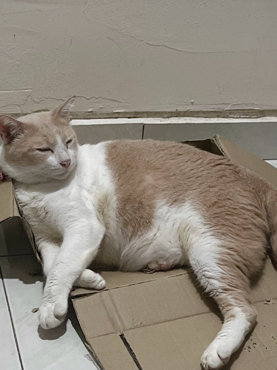 ℛatu ྀི tweet media