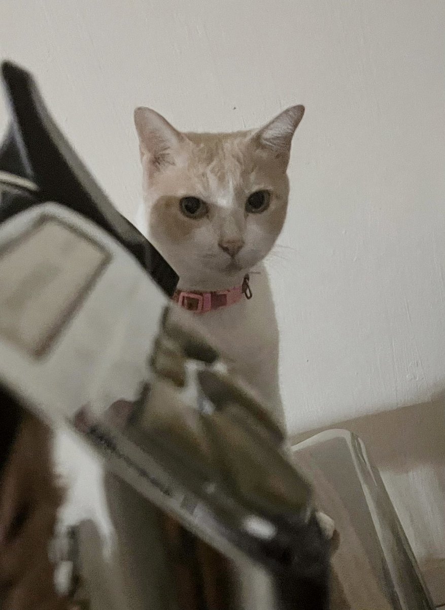 ℛatu ྀི tweet media