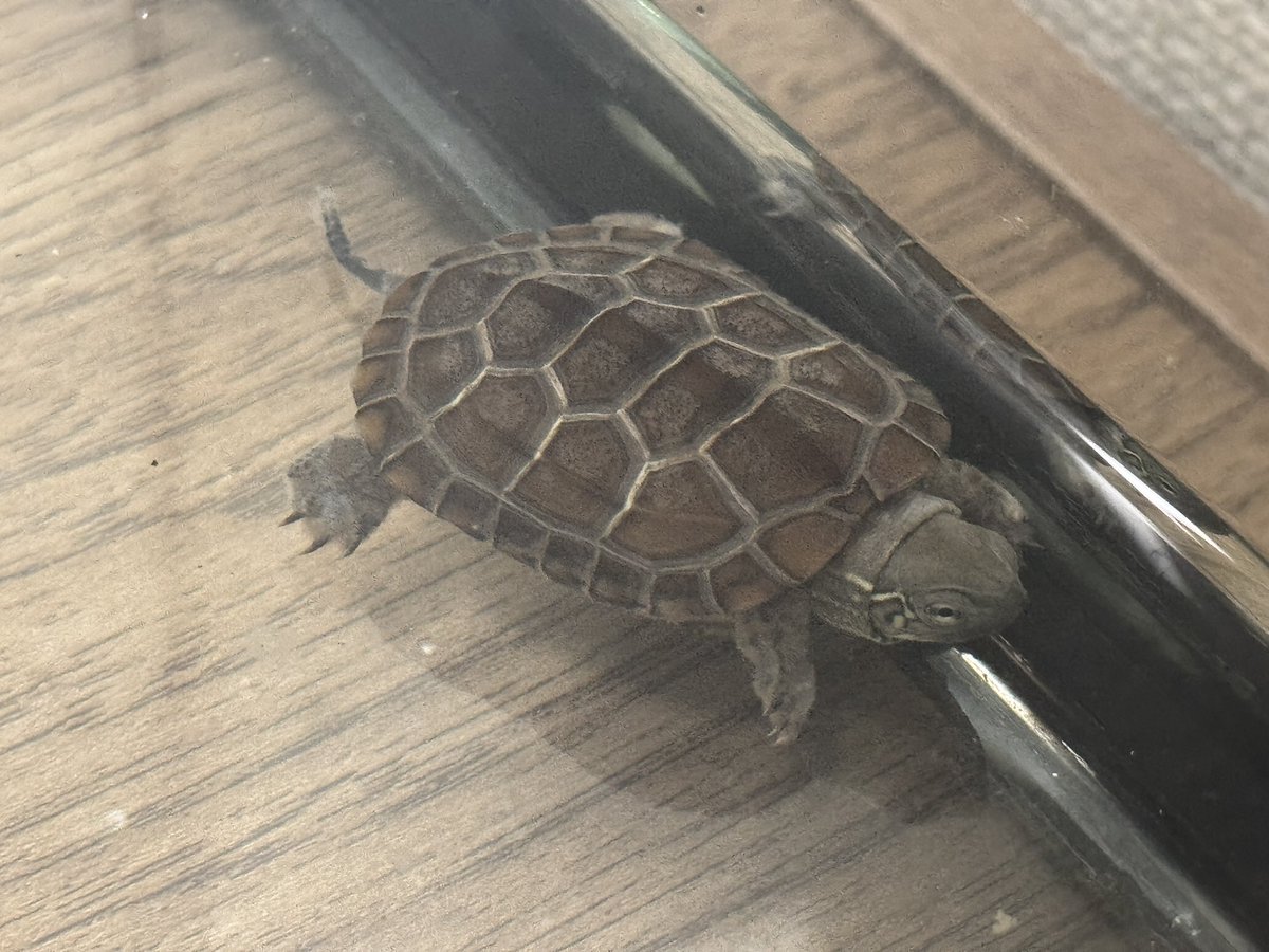 クサガメのベビーをお迎えしました！

少し調子が悪そうな個体で、体にもやもやが付着していたり、尻尾が切れそうになっていたりと少し飼育が大変かもしれませんが、なんとか元気に育ててあげたいです！

それにしてもかわいい