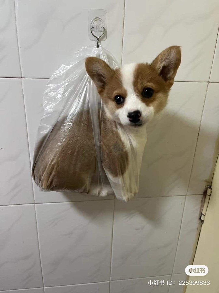 twaniimals's tweet photo. https://t.co/qxrT38LGFb