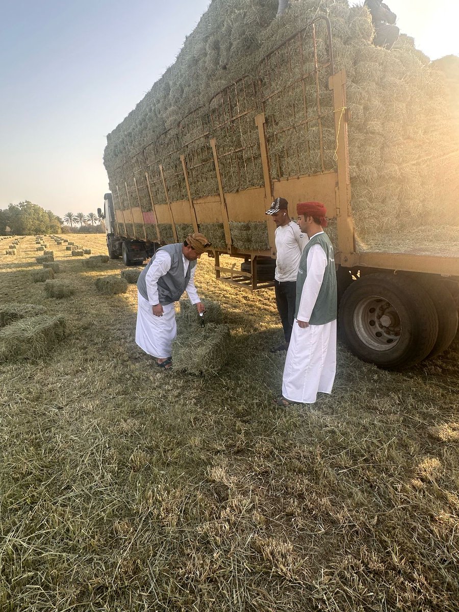 MAFWR_SBATINAH's tweet photo. ضمن الجهود الرقابية المشتركة بين المؤسسات الحكومية بمحافظة جنوب الباطنة نفذت المديرية ممثلة بدائرة الرقابة وهيئة حماية المستهلك بدائرة بركاء  حملات رقابية مشتركة لمزارع الحشائش وناقلي الحشائش لضمان تطبيق القرار بالأوزان المعمول به  والالتزام بأوزان ربط الحشائش. https://t.co/LRpqEsssQk