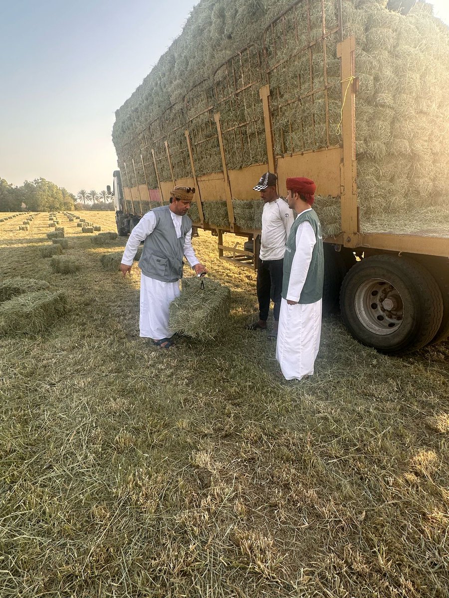 MAFWR_SBATINAH's tweet photo. ضمن الجهود الرقابية المشتركة بين المؤسسات الحكومية بمحافظة جنوب الباطنة نفذت المديرية ممثلة بدائرة الرقابة وهيئة حماية المستهلك بدائرة بركاء  حملات رقابية مشتركة لمزارع الحشائش وناقلي الحشائش لضمان تطبيق القرار بالأوزان المعمول به  والالتزام بأوزان ربط الحشائش. https://t.co/LRpqEsssQk