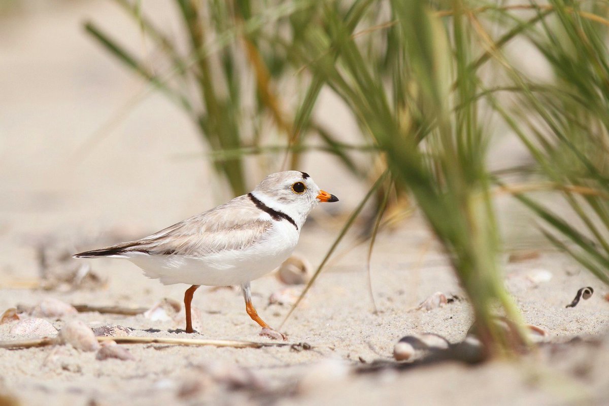 CapeHomepage's tweet photo. Piping Plover on Bank Street Beach, Harwich Port, #CapeCod. #catcheye https://t.co/GxEzNVPUBN