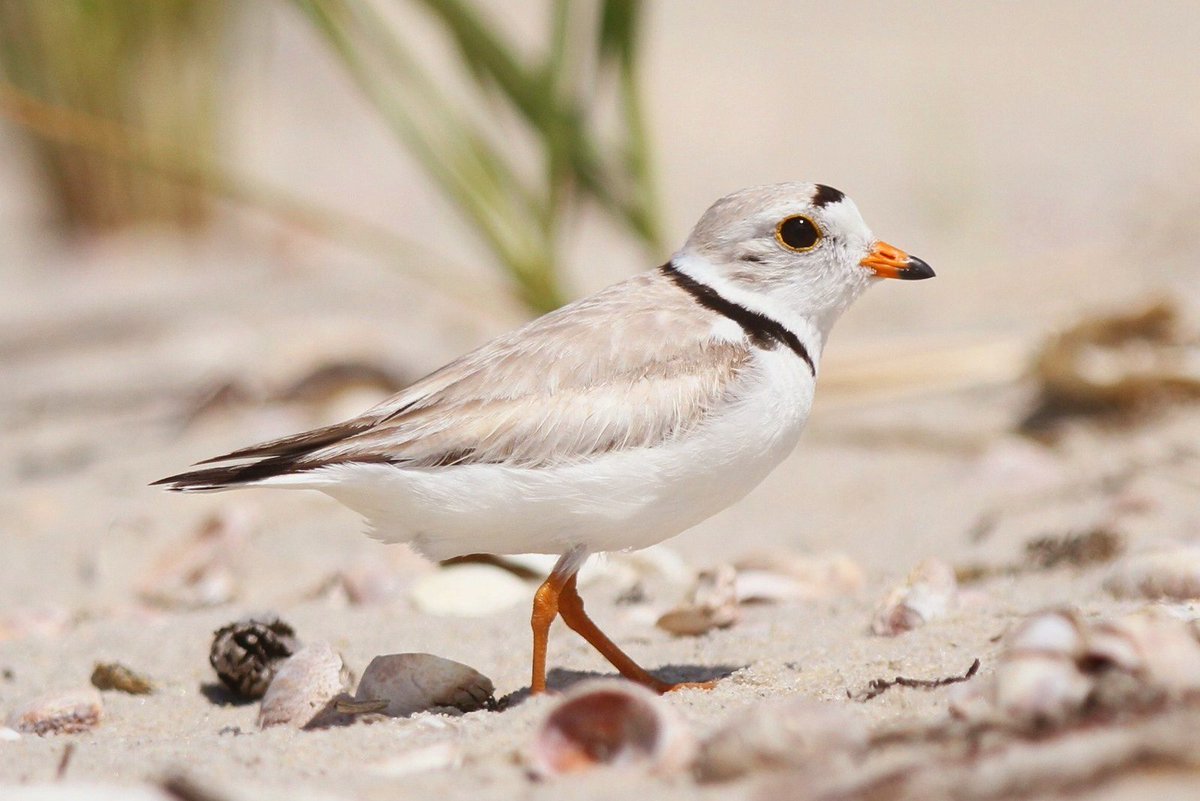 CapeHomepage's tweet photo. Piping Plover on Bank Street Beach, Harwich Port, #CapeCod. #catcheye https://t.co/GxEzNVPUBN