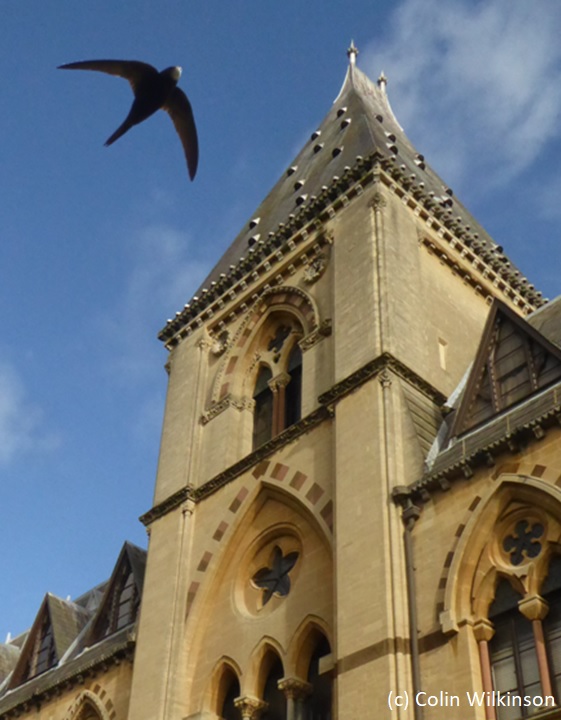 Oxford Swift City (@oxford_swift) on Twitter photo Help reverse the serious decline in swift numbers. Oxford Swift City Group is recruiting volunteers to survey swifts in Oxford City this summer. Just one hour twice a month during May, June and July. Training will be provided. Contact OxfordSwiftCity@rspb.org.uk if interested. Help reverse the serious decline in swift numbers. Oxford Swift City Group is recruiting volunteers to survey swifts in Oxford City this summer. Just one hour twice a month during May, June and July. Training will be provided. Contact OxfordSwiftCity@rspb.org.uk if interested.