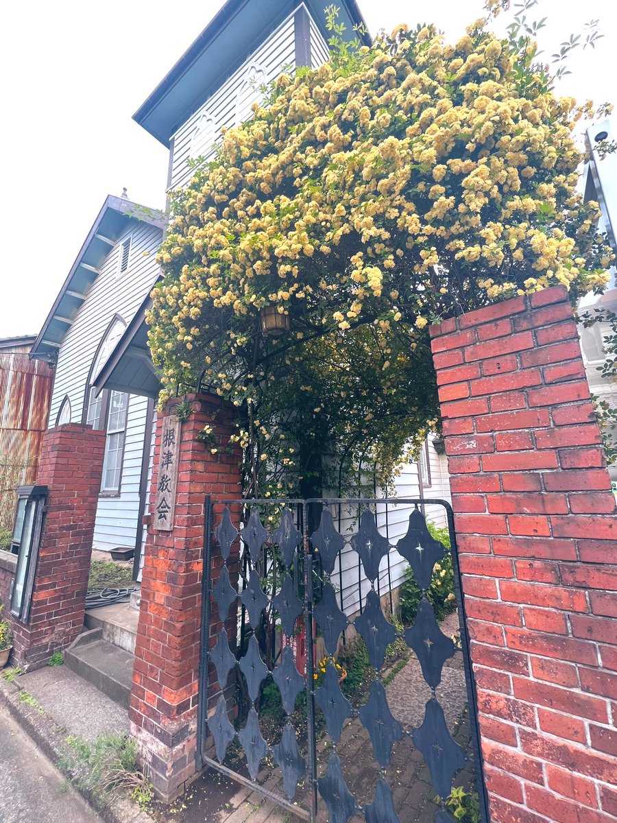 根津〜谷中に抜ける道すがら、SLOW GELATOでとびきり美味しいジェラートを食べ、路地に気になるお店。焼きそば専門店⁈  3代目のおばあさんが切り盛りする「花乃家」は、おでん屋台時代から80年の歴史を誇るそう。雰囲気さいこう。焼きそば大二つとビール大瓶を3人で分け、1人500円…！谷中、楽しい。