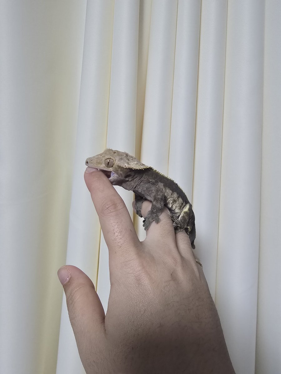 우리집 미친이도 잘지내는중