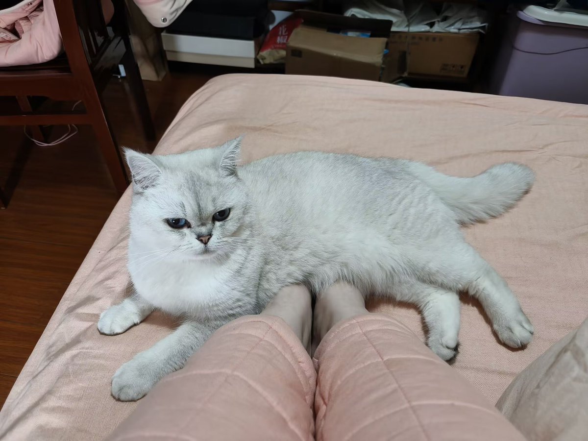 Yunmoen's tweet photo. 这就是为什么懒得看私信以及懒得上推了，发张之前拍的猫猫照吧 https://t.co/Jp37Cz5dhr