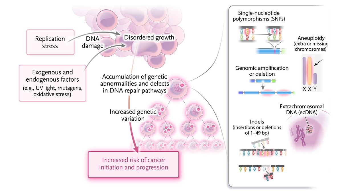 𝐆𝐞𝐧𝐨𝐦𝐞 𝐢𝐧𝐬𝐭𝐚𝐛𝐢𝐥𝐢𝐭𝐲 is a hallmark of cancer development and progression characterized by the accumulation of DNA damage; genome instability manifests as increased genetic alteration across the genome, including chromosomal translocations, structural variants,