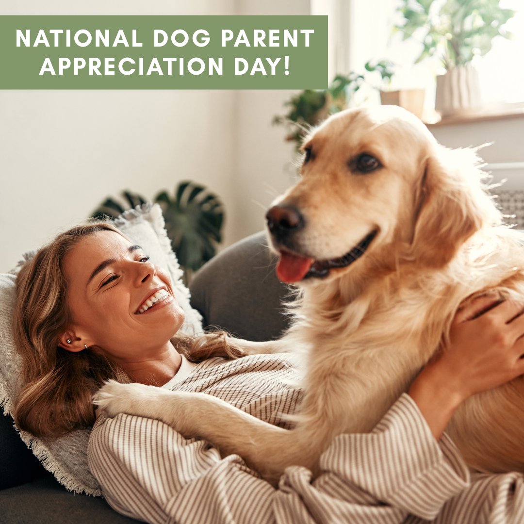 Happy National Dog Parent Appreciation Day! 🐾🐶 Today’s for the treat-givers, belly-scratchers, walk-bringers, and unconditional love providers — we see you, dog parents! ❤️🦴🐕‍🦺🥰

#nationalday #dogday #welovedogs #dogparents #petparents #doglovers #doghealth #dogs