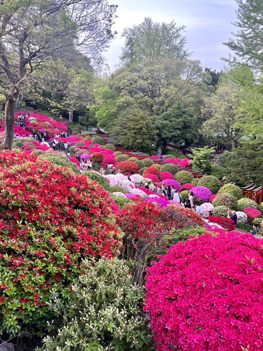 昨日ビスケットにお邪魔するついでに、根津神社にツツジ見。14年前、近所で暮らしていたころ以来。実はツツジはちょっと苦手だったのだけど、おもちゃみたいなキッチュな色合いがかわいい…！と再発見。緑の株も多く、まだこらから楽しめそう。
秋に発売予定の本の制作に向け、お花見の日々。