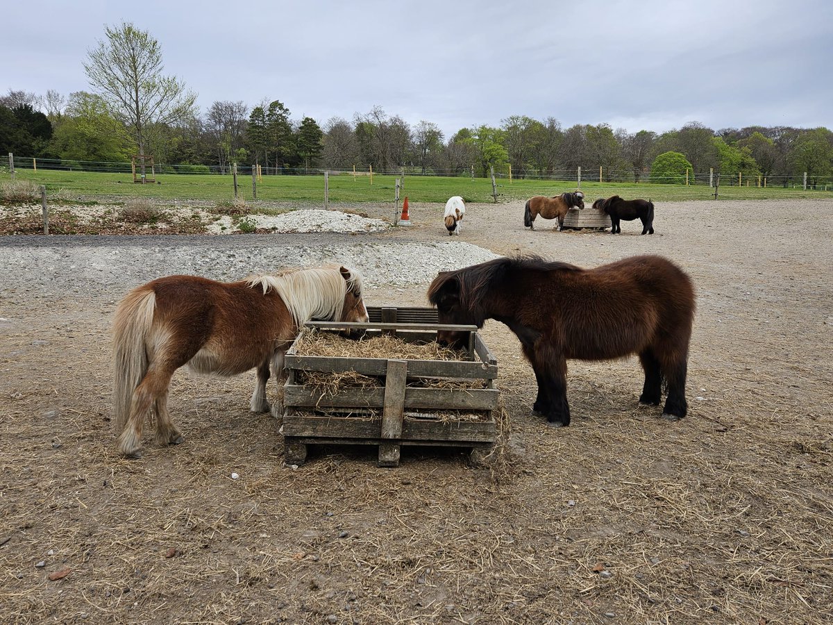 Kmbrow's tweet photo. Many thanks for the lovely Easter Trail @manechance and all the volunteers @springmeister @clareb19 https://t.co/awocbX9cNe