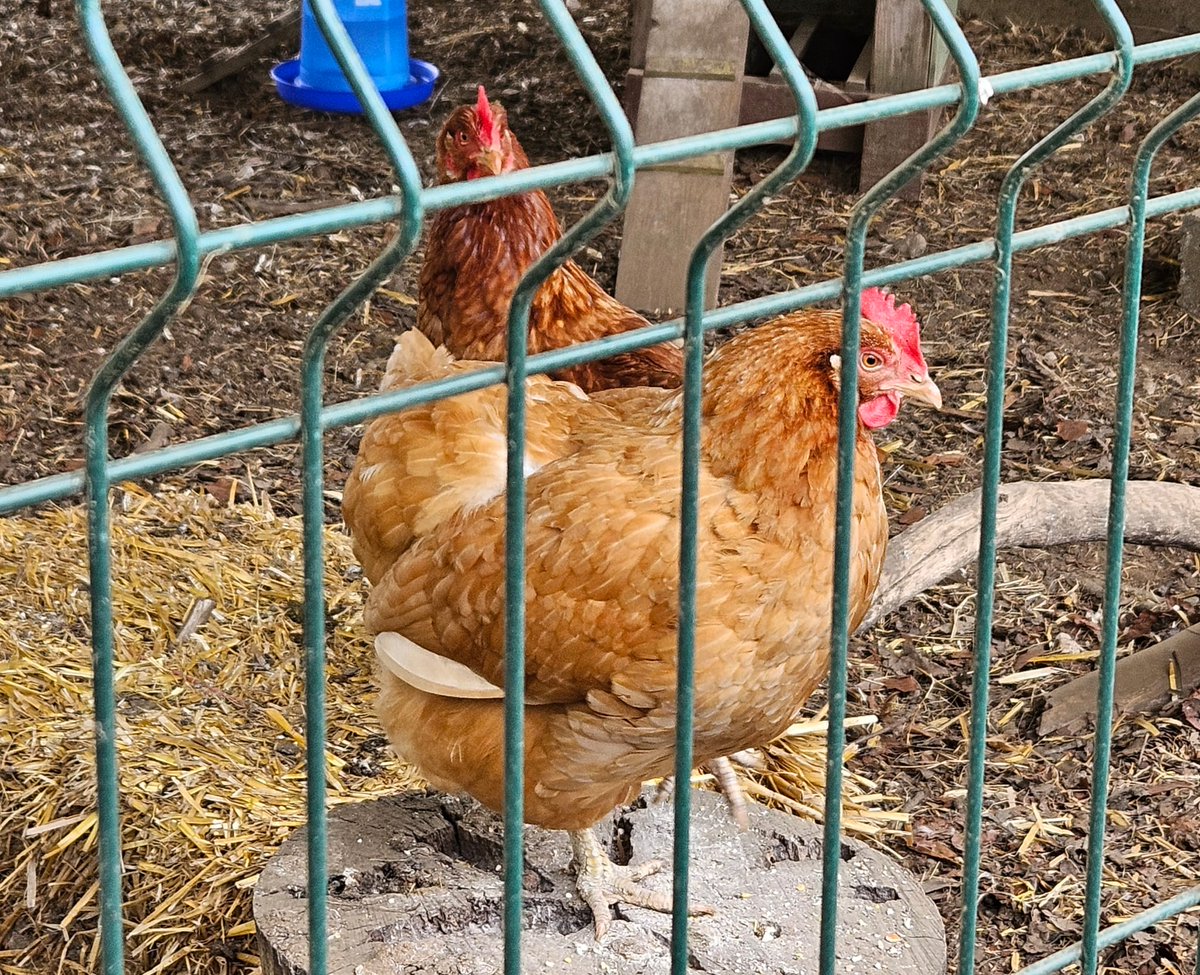 Kmbrow's tweet photo. Many thanks for the lovely Easter Trail @manechance and all the volunteers @springmeister @clareb19 https://t.co/awocbX9cNe