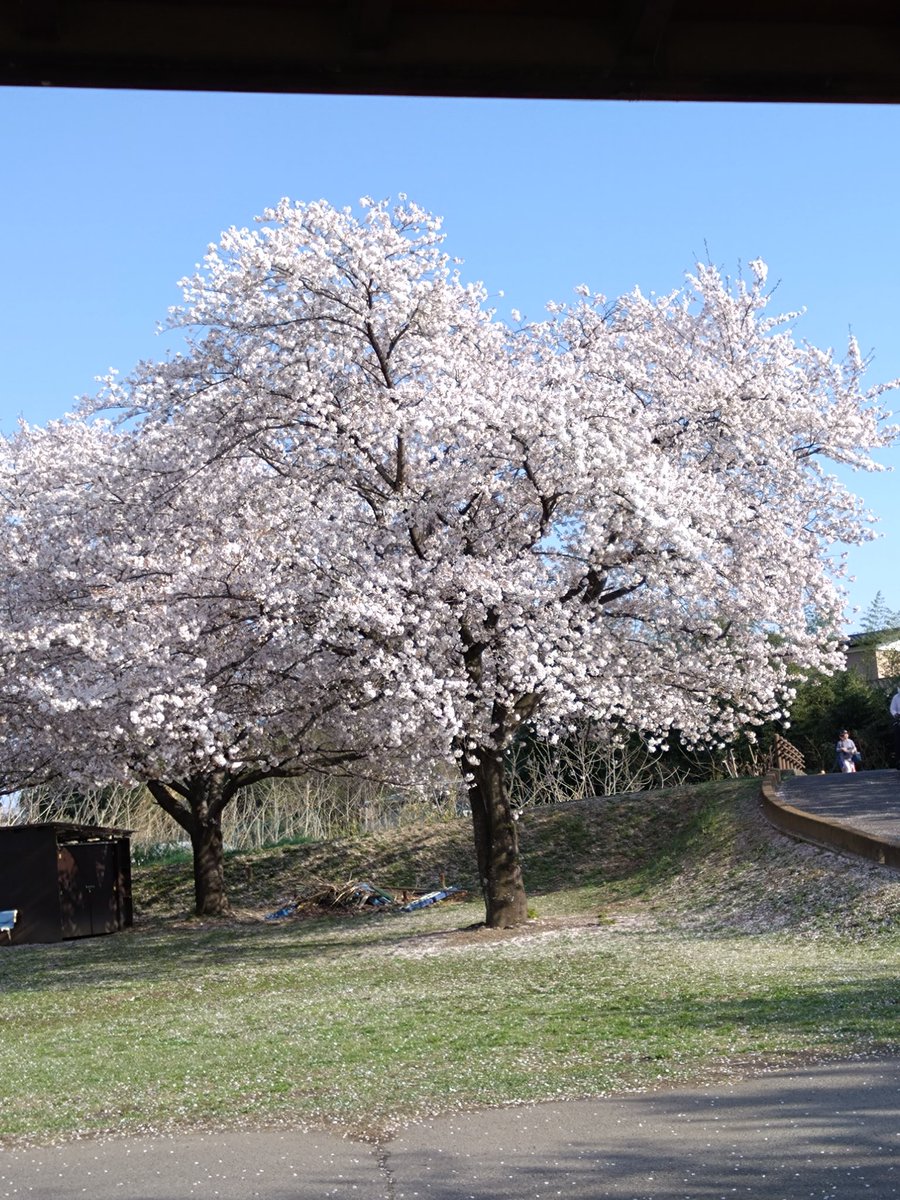 cute cats tweet media