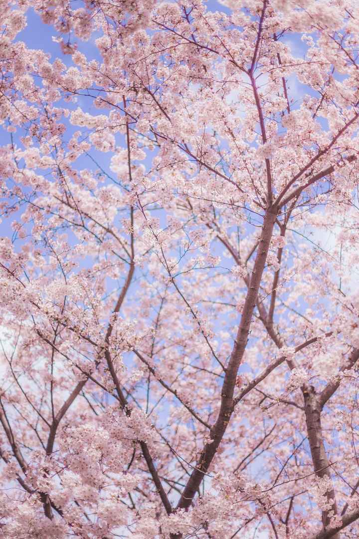 Atarashii19's tweet image. Spring is here and it&apos;s the perfect time to review your investment strategy!  Let me share some tips tailored for Kitchener&apos;s market this season. #Investing #Kitchener #SpringGoals