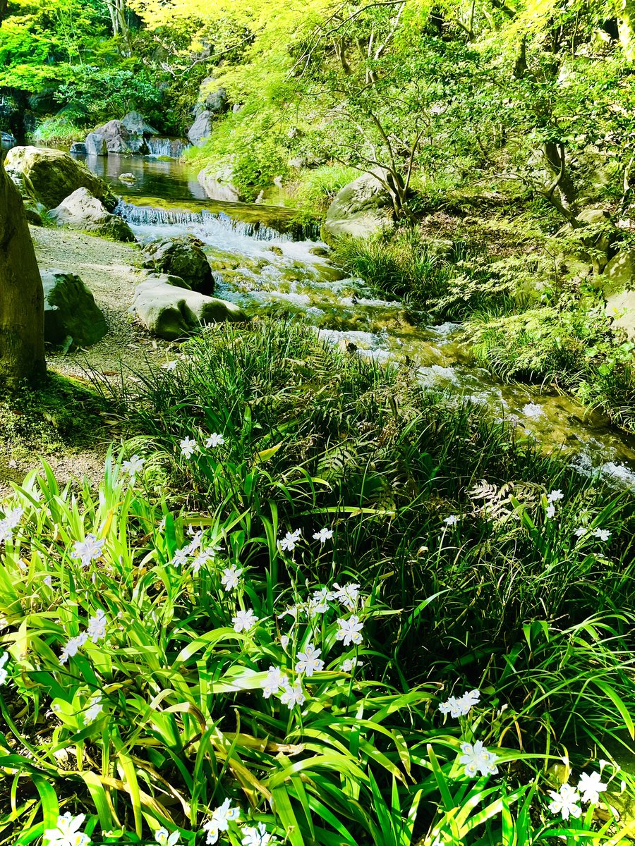 monchhoney's tweet photo. 緑葉のもみじは春に　人知れず
　小花の紅い雪を降らせる

「木漏れ日の滝」の小径は
マイナスイオンが柔らかく満ち溢れ
優しく静かに心癒してくれます
#万博記念公園 #日本庭園 #大阪 #短歌 https://t.co/bltJc3zSI8