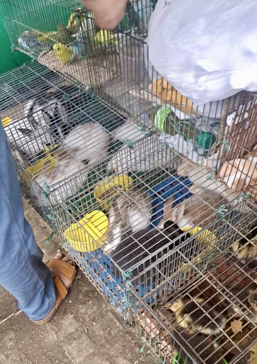 Alcalde <a href="/MarlonMonsalveL/">Marlon Monsalve</a> <a href="/AlcFlorencia/">Alcaldía de Florencia</a> ayer la <a href="/PoliciaCaqueta/">Departamento de Policía Caquetá</a> quiso levantar esta venta cruel e ilegal de animales, pero los vendedores mostraron una autorización de la alcaldía. ¡Por dios! Afectar la integridad corporal de un animal es maltrato y vender animales vivos en